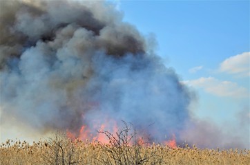 Fire in the reeds