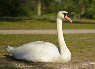 Swan sitting in park