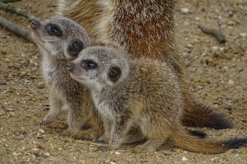 Fototapeta premium Cute baby meerkats at the zoo