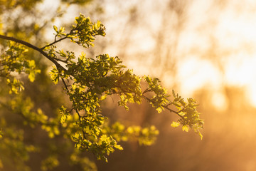 Fresh spring leaves in golden hour sunshine
