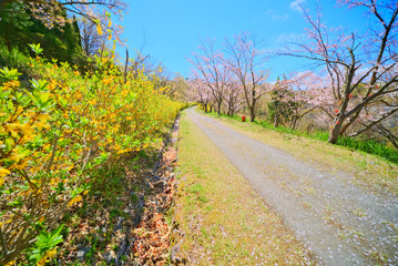 Fototapeta na wymiar 道と桜並木