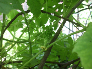 leaves and fruit of the bitter gourd. Vegetables, herbs