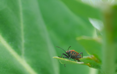 Closeup red insect on bitten green leaves in organic farm with blur background