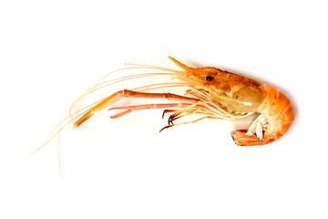 Big fresh river prawn are ready to cooking,ready to eat,on the White Blackground.