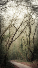Fototapeta na wymiar fairy tale trees in misty foggy forest