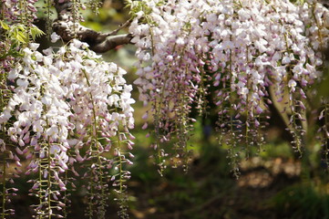 藤の花