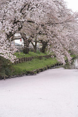 River of pink cherry blossom petals, Kawagoe, Japan 