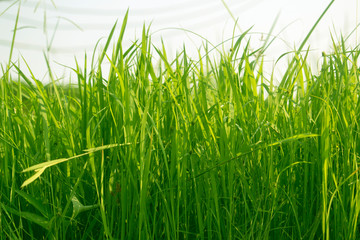 Green grass in eye level view for background or graphic design.