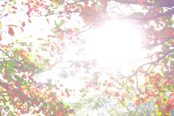 beautiful warm light of sun in autumn morning day, abstract blur bokeh in nature