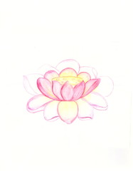 Picture of a pink Lotus flower watercolour  white background separately