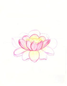 Picture of a pink Lotus flower watercolour  white background separately