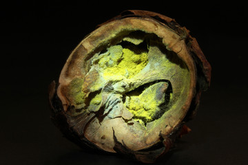moldy walnut black background