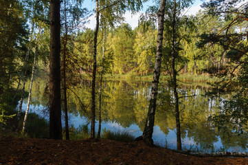 Green trees reflected in the forest lake