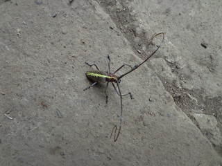 ESCARABAJO CUERNUDO