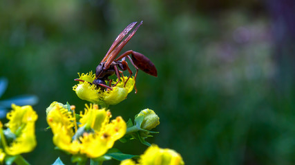 Close-up photography of a very large paper wasp feeding on common rue flowers. Photographed at the Andean mountains of central Colombia.