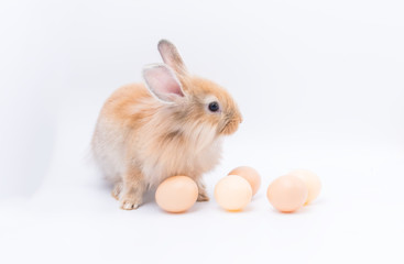 Lovely rabbit standing on two legs with eggs on a white background. Cute Red bunny isolated for easter concept.