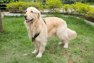 beautiful golden retriever breed bitch in the park