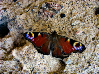 Butterfly on a rock