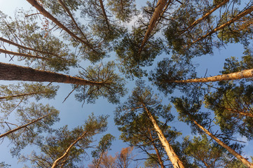 The tops of the pines against the blue sky
