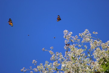 butterflies and flowers