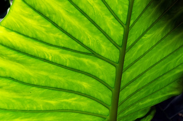Close up of a beautiful and large leaf of alocasia macrorrhiza with backlight which emphasizes the branched structure of the leaf. Brilliant image with pleasant contrast of light and colors.