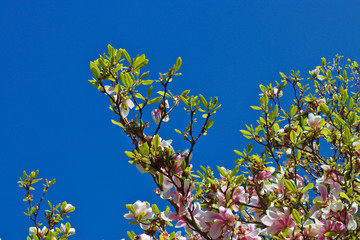 Blooming plant in the sky