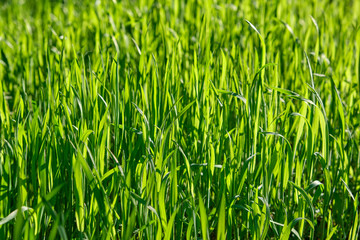fresh green grass with long leaves in the park