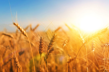 Wheat field. ear. harvest. agro-industry.