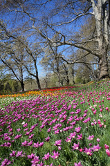 Colorful spring in the park. Meadow of violet, yellow, red and white tulips surrounded by plane trees on a sunny spring day.