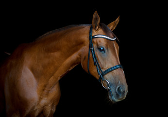 Fototapeta na wymiar portrait of beautiful red horse isolated on black background