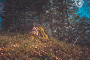 Landscape of the Polish forest in the mountains.