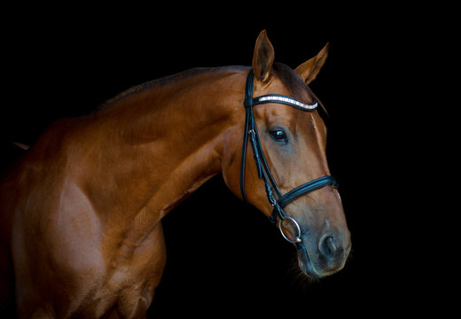 portrait of beautiful red horse isolated on black background