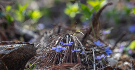small forest flowers
