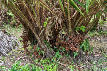 Salacca zalacca with thorn and green plant in garden