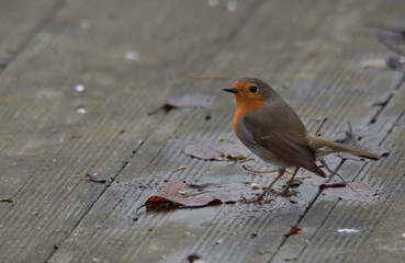 Rouge gorge attentif