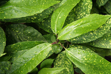 Aucuba japonica or spotted laurel green leaves