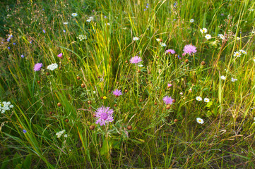 Meadow grass and wildflowers landscape