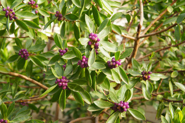 Daphne odora or winter daphne sweet amethyst shrub with purple berries