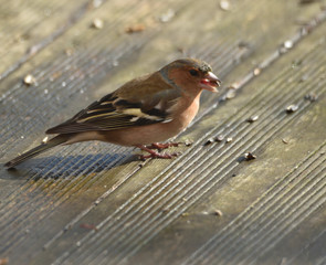 Une graine de tournesol dans le bec, ce pinson des arbres