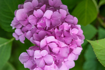 Fresh light Pink Hydrangea with green leaves blossom in the garden in early summer. Delicate background.