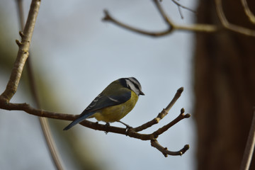 L'hiver est bien rude pour cette petite m&eacute;sange bleue