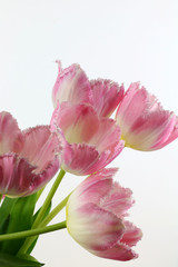 Tulipani rosa in primo piano
