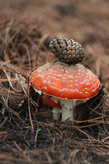 fly agaric mushroom in the autumn forest