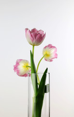 Tulipani rosa in primo piano
