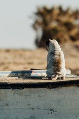 Pug dog on a boat, at the beach 