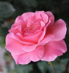 pink rose in garden