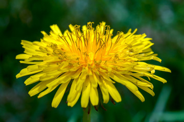 Macro photoraphy of a dandelion flower showing its well developed ray florets. Captured at a garden in the city of Bogota, Colombia.