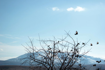 sparrows on a tree branch