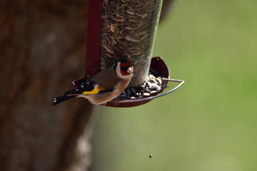 Chardonneret élégant, passereau de nos jardins, se délectant de graines de tournesol 