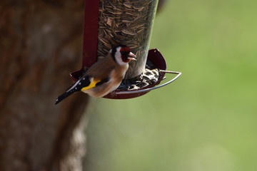 Chardonneret élégant, passereau de nos jardins, se délectant de graines de tournesol 